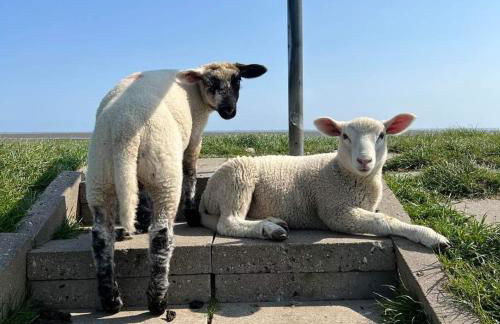 Ferienwohnung op de Warft - Foto 39
