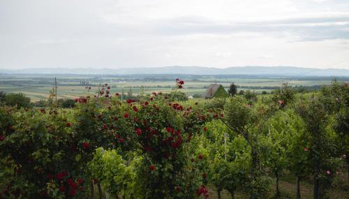 Vineyard Vila 01 by GREEN Croatia - Foto 5