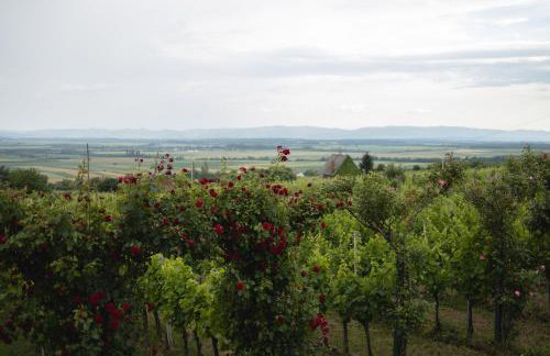 Vineyard Vila 01 by GREEN Croatia - Photo 5