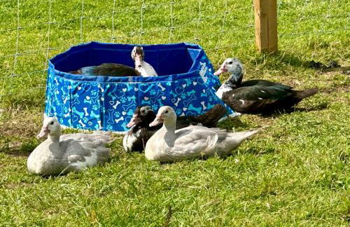 Pheasants Nook - Foto 29