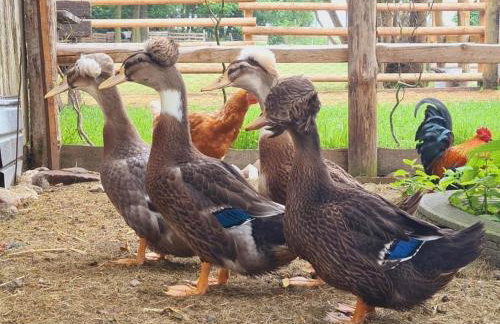 Ranczo Popowice - Foto 37