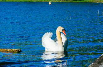 Maison paisible avec jardin - proche du lac de Sanguinet - Foto 28