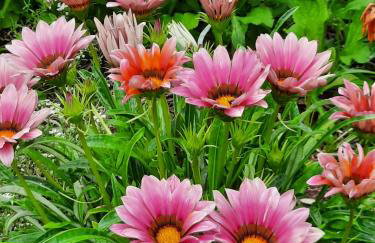 Apartments by the sea Luka Dubrava, Peljesac - 21647 - Foto 8