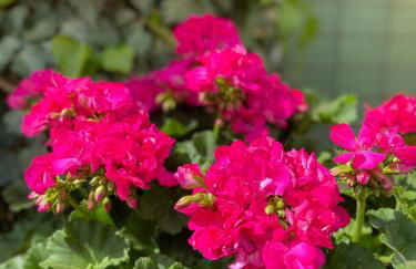 Appartement 3 lys - Foto 28