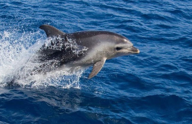 Bruny Island Wilderness Cruise and Bus Transfer from Hobart - Photo 4