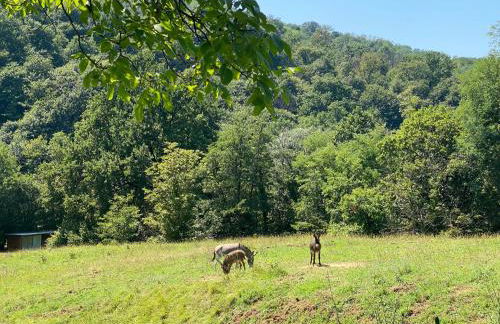 Agriturismo Grammelot - Foto 61