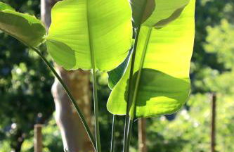 Villa La Finca - Gerês - Foto 37