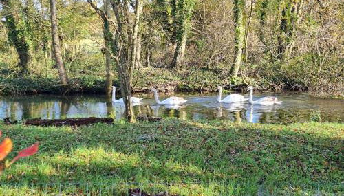 Till Cottage and Riverside Gardens nr Stonehenge - Foto 3