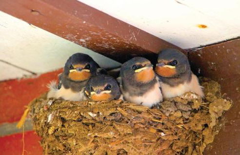Ferienhaus Am Scharbowsee K - Foto 34