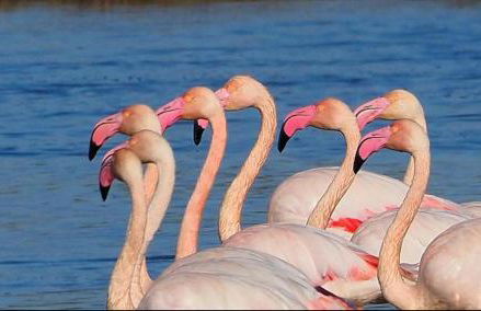 Chalets Paraíso Playa de Mazagón Con Vistas al Mar - Foto 66