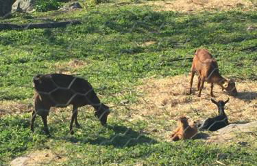 APTO RURAL FRAGARIA - VALLE DEL AMBROZ - entorno natural único "ALQUILER FAMILIAR" - Foto 26