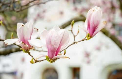 Ferienwohnung Marktschellenberg zwischen Berchtesgaden und Salzberg am Untersberg - Foto 2