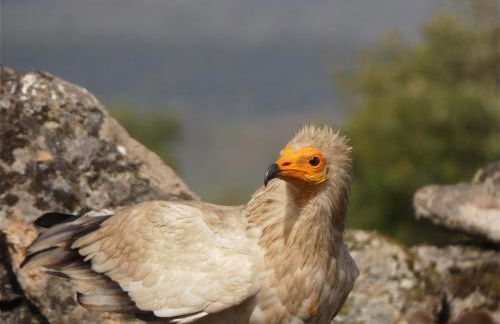Casa da Laja - Casas de Villar- Rural Experience - Foto 27
