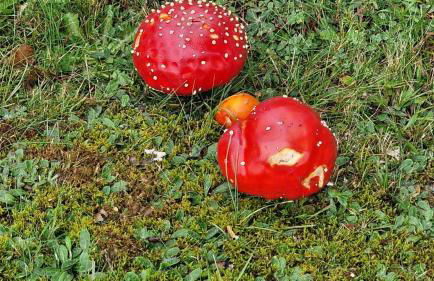 Seeblick in Schwarzwald - Foto 10