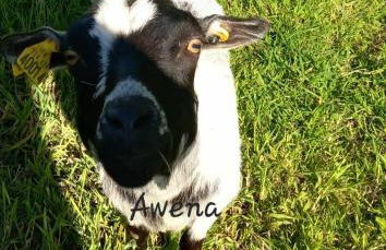 Gîte de l'Alliance 6 à 10 personnes en bord de mer - Photo 20