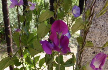 Quinta do Cobral - Foto 42