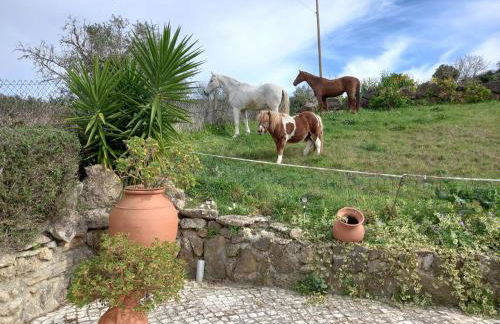 Casinha de férias no campo - Quintinha dos Cavalos - Arruda dos Vinhos - Foto 42