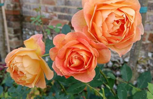 The DunnitManor Farm - Foto 54