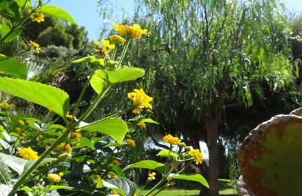 Blu Vacanze Apartments - Foto 2