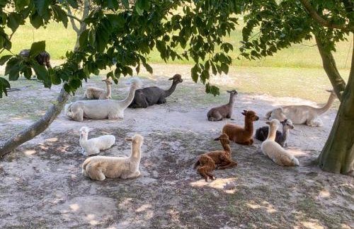 Tiny House auf der Alpaka Farm - Foto 8