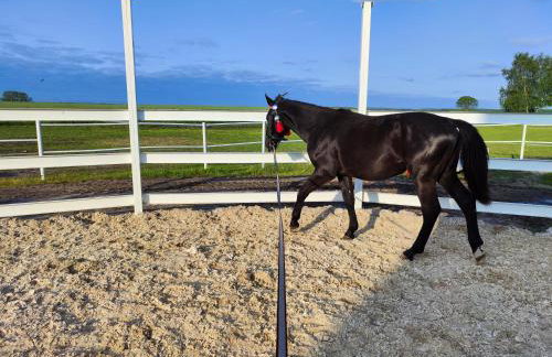 Vigor Horses - Foto 45