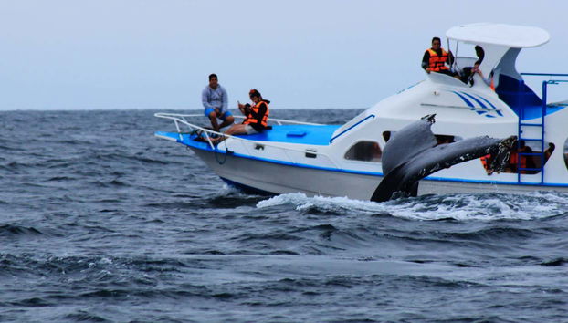 Una ballena nadando cerca del barco