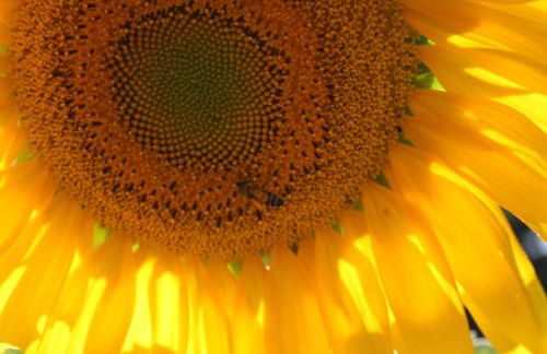 Ospitalita' Rurale Casa Cani - Photo 16