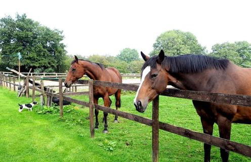 Little Rushbrook Cottages - Foto 53