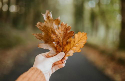 Gîtes du Bulz, en pleine forêt proche de la mer - Photo 73