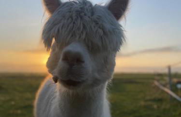 Huus Marschkiek - Foto 13