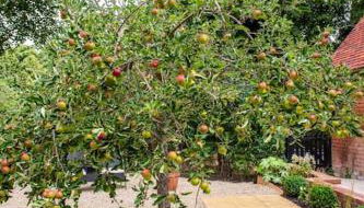 Guest House in Audley End - Foto 3