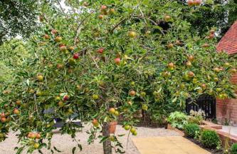 Guest House in Audley End - Foto 3