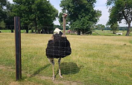 Gutshaus Pinnow - Foto 10