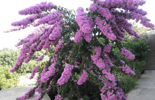 Green Park Apartments - Foto 100