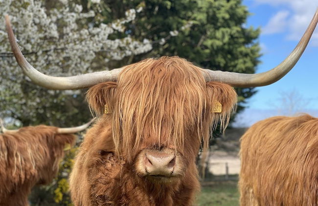 Glampods - 5 Berth Glamping Pod Elgin - Foto 21