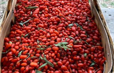 Rustic Log Cabin on Eco-Friendly Farm near Taos, New Mexico - Foto 58