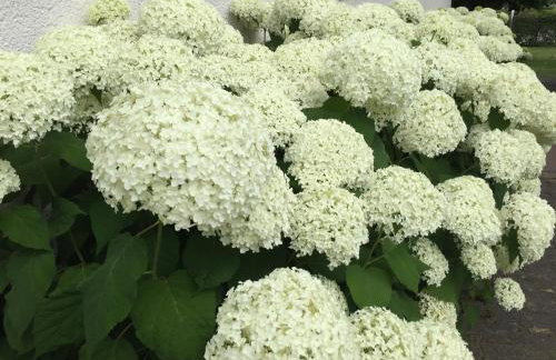 Attendorner Burgblick - Photo 7