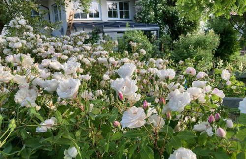 Ferienwohnung Päusken mit Rosengarten im Hochsauerland - Foto 12