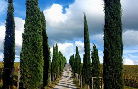 House with a view in Tuscany - Foto 55