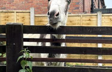 4 bedroom - Sleep 9 home in Cheadle Staffordshire - Alton towers Polar Express Dimmingsdale Peak District Trentham Gardens Water World - Foto 17