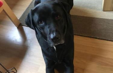 Ferienhaus am Stausee Bitburg - Foto 5