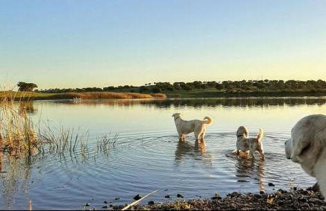 Monte da Figueira - Foto 42