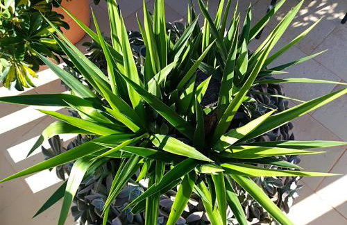 Villa Pina Lumbarda - Foto 48