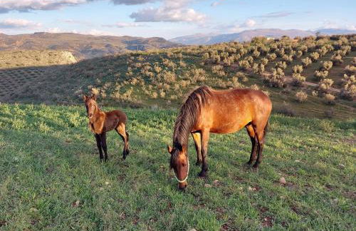 Dehesilla Olive Orchard Retreat - Foto 46