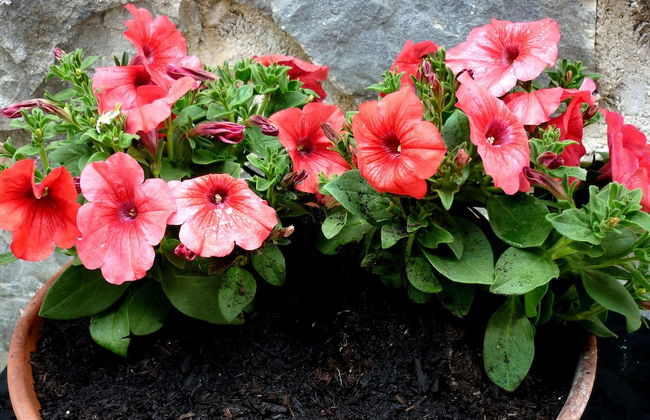 Resort Costa Morroni - Foto 56