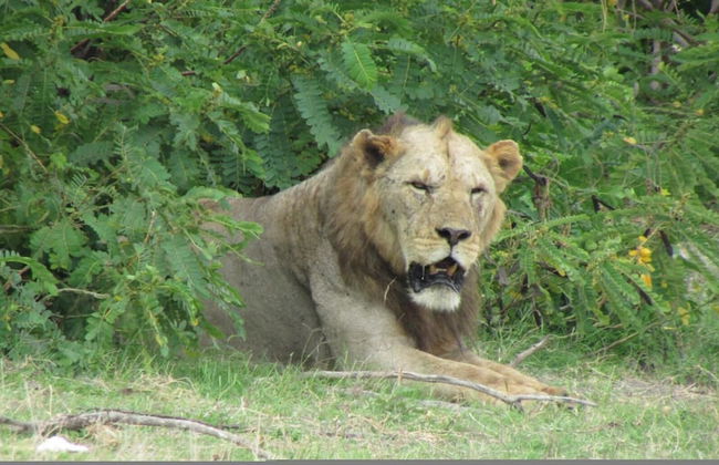 Amanya 1-bed Zebra Tent - Foto 11