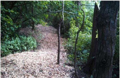 Treetops Cabin-Peaceful 1BR 20-Acre Rural Retreat-HotTub-WiFi-Near Asheville - Foto 9