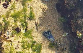 Sunny Aljezur da Viana, (Aljezur, Costa Vicentina) - Foto 40