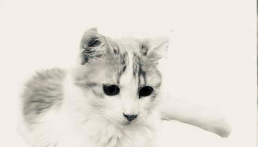 PRINCESSE DES NEIGES - Foto 1