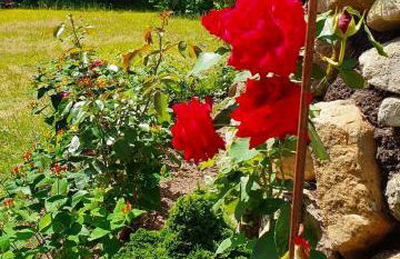 Top-bewertete Komfort-Ferienwohnung mit Sonnenterrasse in der Lüneburger Heide - Foto 19